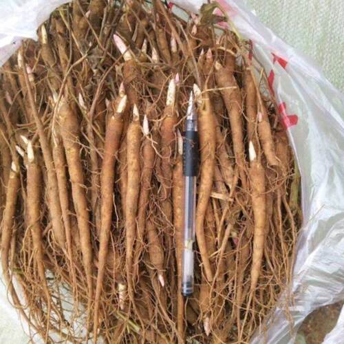 赤芍种子木芍药草芍红芍药毛果赤芍山芍药多年生药材草本简单易种