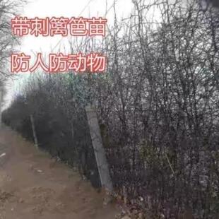 围墙种子铁篱笆种子刺树种子 荆棘种子 带刺树种子 带刺树 鸟不站