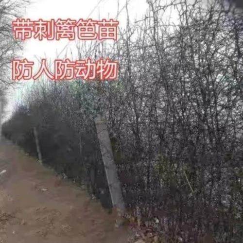 围墙种子铁篱笆种子刺树种子 荆棘种子 带刺树种子 带刺树 鸟不站