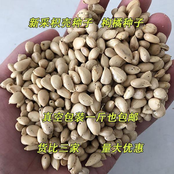 枳壳种子 枸橘种子-大量枸枳实种子 铁篱寨种子-嫁接柑橘包邮