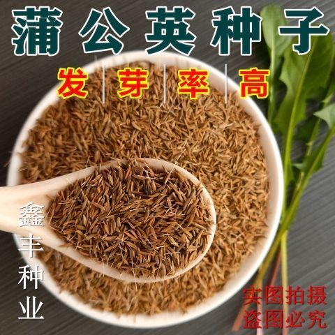 蒲公英种子野生大叶蒲公英籽野菜婆婆丁食用四季播种多年生野菜