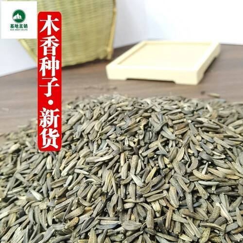木香种子中药材云木香500g整个广木香南木香藏木香当年新货