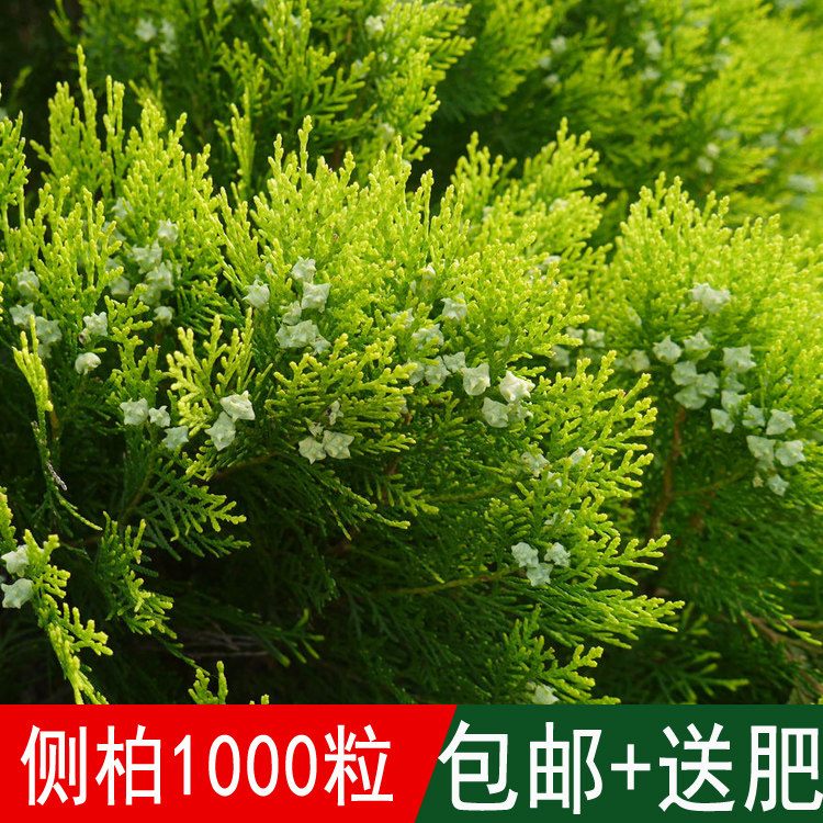 四季常青树种侧柏种子扁柏可嫁接龙柏四季可播包邮柏树种子