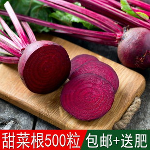 庭院红甜菜营养丰富蔬菜种子红菾菜君达菜牛皮菜庭院盆栽植物菜籽