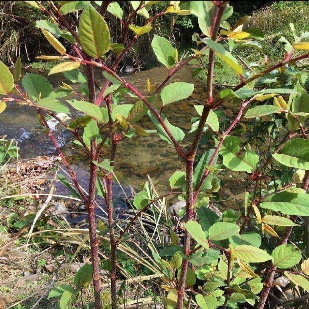 虎杖种子当新采虎杖种子名贵中药材种子虎杖净种子 野生虎杖种子