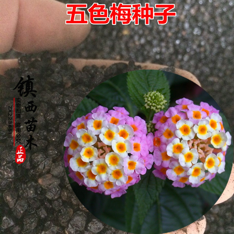 种子绣球马樱丹五色梅图片