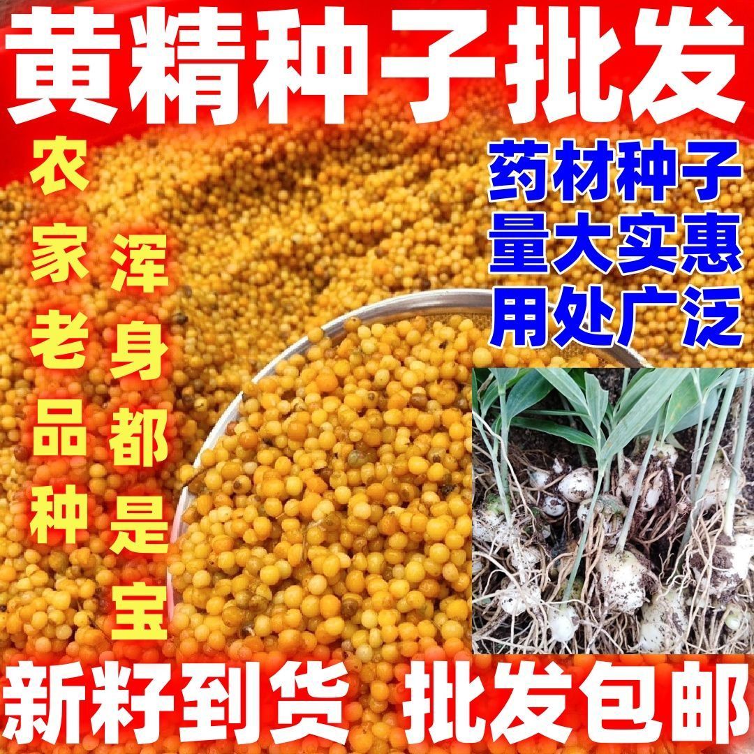 黄精种子药材种籽中药材黄精种籽包邮论斤黄精种子黄精种籽图片