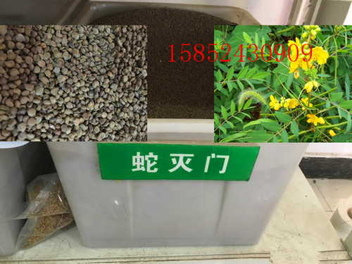 出售散装蛇灭门种子望江南野决明野扁豆驱蛇草凤凰草种子驱蛇包邮