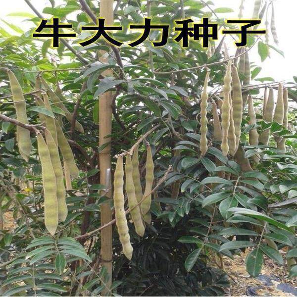 牛大力苗树苗小叶细叶中叶大叶牛大力苗种苗牛大力包邮野生苗种子