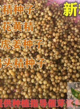 药材黄精种子多花鸡头玉竹种子爪子参黄鸡菜老虎姜黄鸡菜种籽