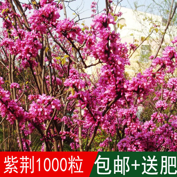 新采林木树种紫荆种子巨紫荆别名裸枝树紫珠耐寒四季可播包邮