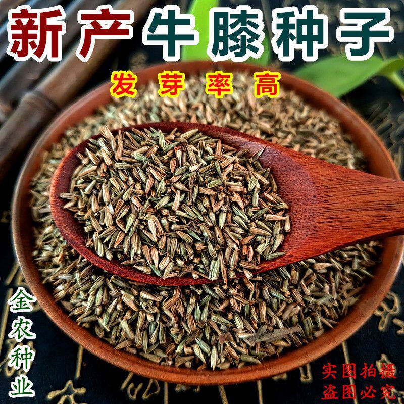 材牛夕种子牛膝种子包邮赤峰产纯新怀牛膝籽纯新货