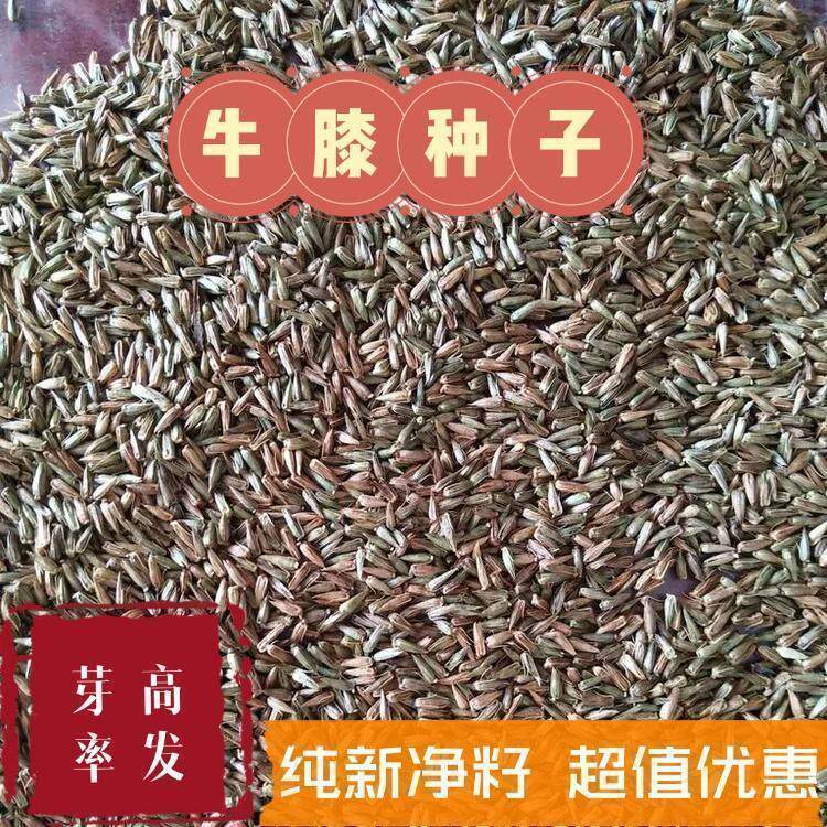 牛膝种子 中药材种子赤峰牛膝川牛夕