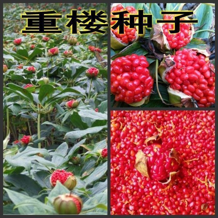 重楼种子 云南滇重楼材种子七叶一枝花独脚莲种苗籽包邮图片