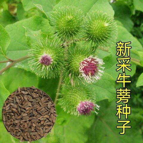食用牛蒡种子四季种植苗牛蒡子种籽野生大力子阳台盆栽材种子