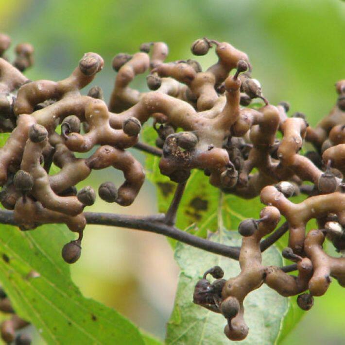 拐枣种子冬枣树种子万子梨 梨枣种子 万寿果 枳椇子 野生果树种子