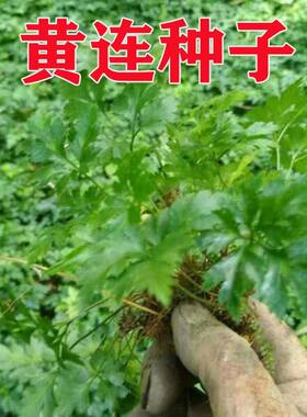 中药材黄连种子西南稀有鸡爪川中草药黄连根种苗庭院盆栽绿植盆景