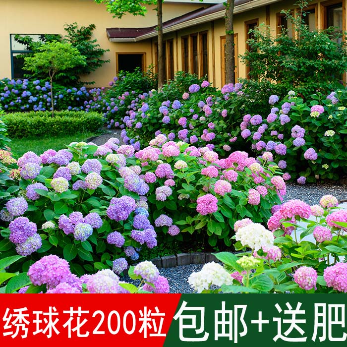 紫阳花洋绣球适应性强种子包邮图片