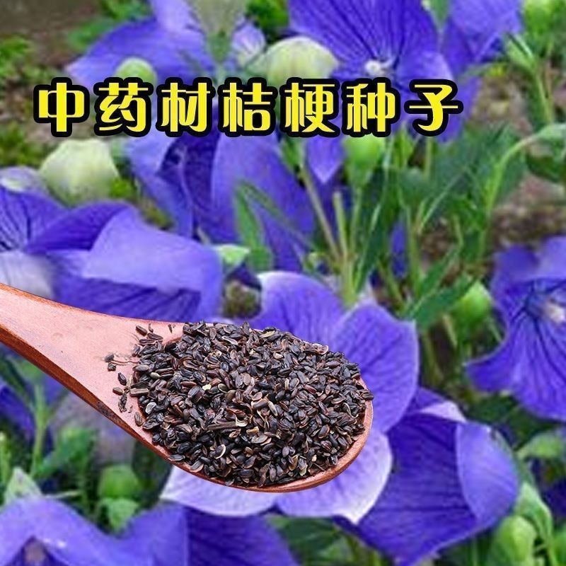 桔梗种子药材药食两用包袱花铛花僧帽花狗宝菜多年生桔梗花种籽图片