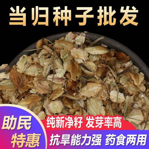 种子2020年纯新药材岷县云种籽送种植资料四季播种可食用包邮