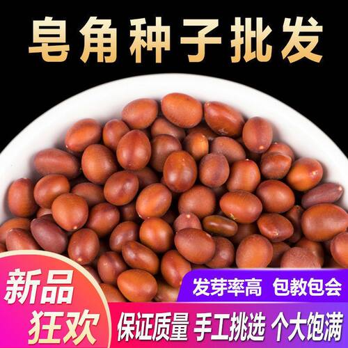 大皂角种子 新采优质巨刺大皂角籽篱笆围栏皂角树种子材种子