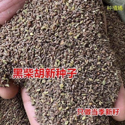 柴胡种子北柴胡种子黄柴胡种子两年多年生柴胡籽中药材黑柴胡种子