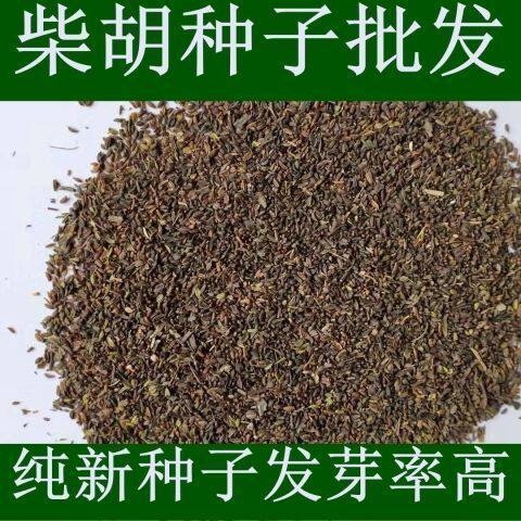 当年柴胡种子新采红柴胡北柴胡黑柴四季育苗材种子南北方种植