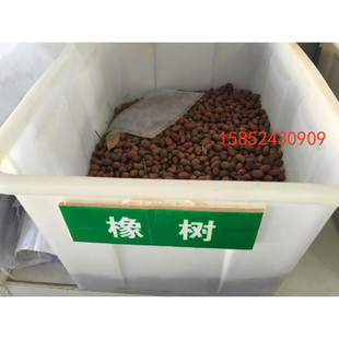 橡树种子 橡树苗  蒙古栎树种子柞树种子 落叶乔木 包邮