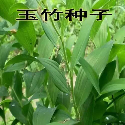南北方种植易活材玉竹种子0