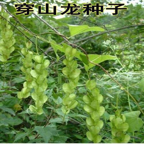 优质药材野生穿山龙种子穿地龙 串山龙种子药材种子