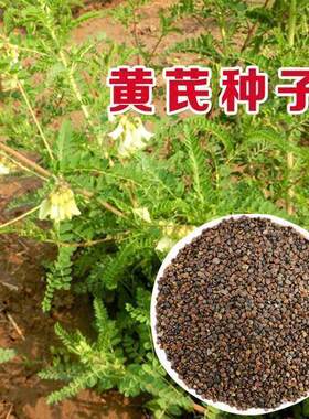 草药黄芪种子 新棉芪绵芪 多年生铁杆软秸黄氏种籽苗木四季播种