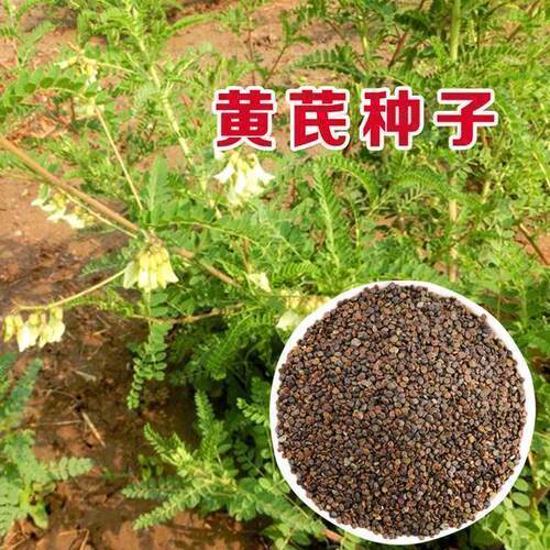 草药黄芪种子 新棉芪绵芪 多年生铁杆软秸黄氏种籽苗木四季播种