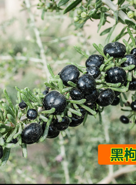 野生黑枸杞种子多年生养生特菜春季夏季四季盆栽阳台庭院大田包邮