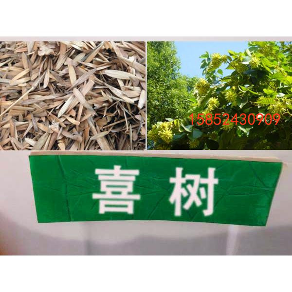 新采 喜树种子 旱莲子 千张树 绿化行道林木苗木树种子 量大优惠