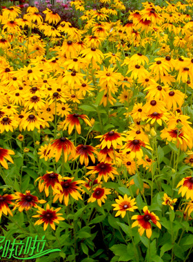 黑心菊种子春播多年生耐寒黑心金光菊种子景观绿化花卉籽公斤包邮