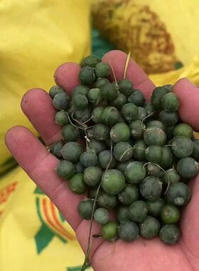 现采九华山多花姜型黄精种子老虎姜形种籽新果黄精种植苗带皮