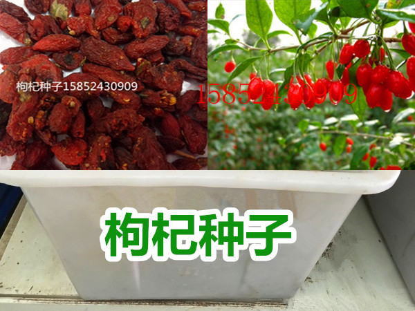 枸杞种子 食用宁夏枸杞种子 中华枸杞 野生枸杞 中药材种子