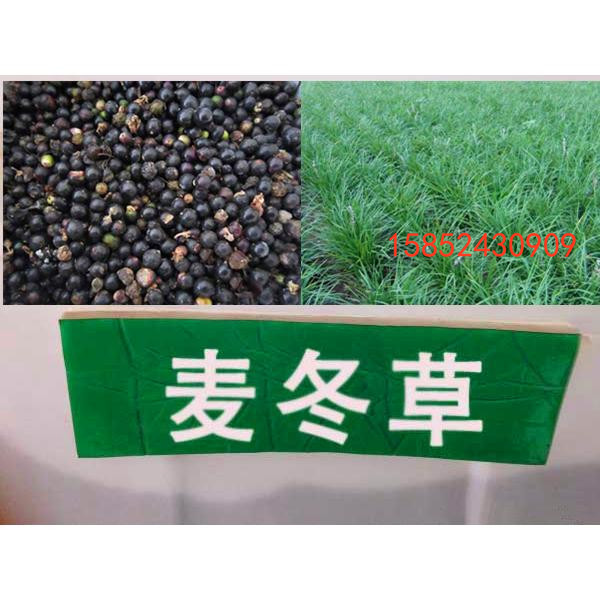 牧草绿化多年生四季青草坪种子图片
