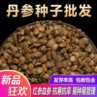 丹参苗新丹参种子中药材益母草丹参红花种籽四季种植苗红血参种孑