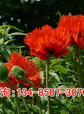 观赏红色重瓣大花虞美人 牡丹雪梨 冰岛虞美人种子