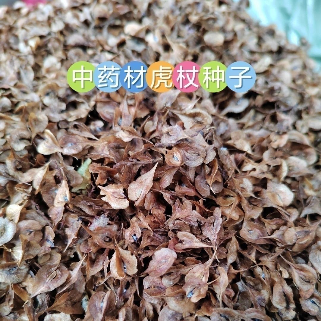 虎杖种子当新采虎杖种子名贵中药材种子虎杖净种子 野生虎杖种子