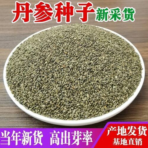 丹参种子野生紫丹参种子新鲜丹参苗中药材丹参条丹参整枝丹参段