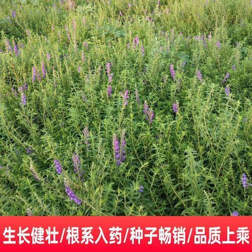 新黄芩种子抗旱省人工中药材籽林地套种种苗四季散装大货全程指导