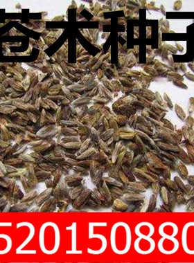 新采野生苍术种子 北苍术种子 带朱砂点苍术种子包邮