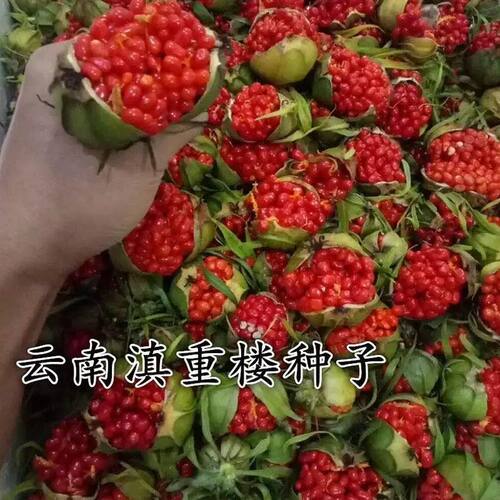 重楼种子独角莲种子七叶一枝花种子铁灯台籽种苗药材种子四季播种