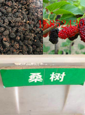 桑树种子 蚕吃的桑叶 蚕桑种子 食用果桑种子 新种子野生桑树种子