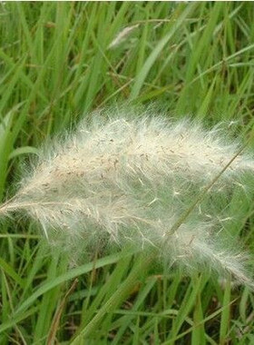 野生茅草种子 白茅根草种子 白茅草种子 白茅花丝茅花白茅根种子