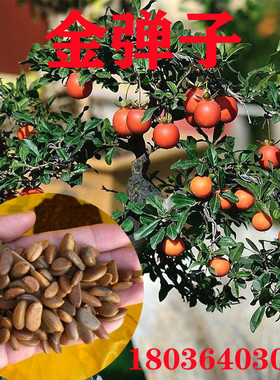 新采金弹子种子 鸡血红 老鸦柿种子 梨形 葫芦果 灯泡型种子