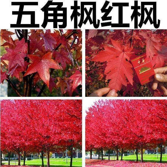 五角枫种子三角枫种子青枫种子红枫种子美国红枫树种子鸡爪槭籽图片
