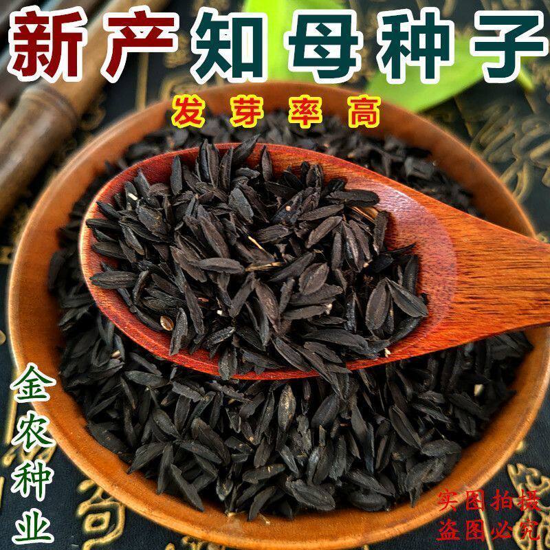 新产毛知母种子地参子销售各种药材种子知母籽种子材知母种植